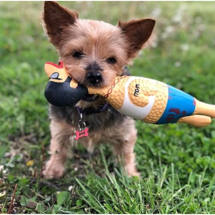 Игрушка-пищалка для собак Petstages Squawkers Earl Петух Эрл