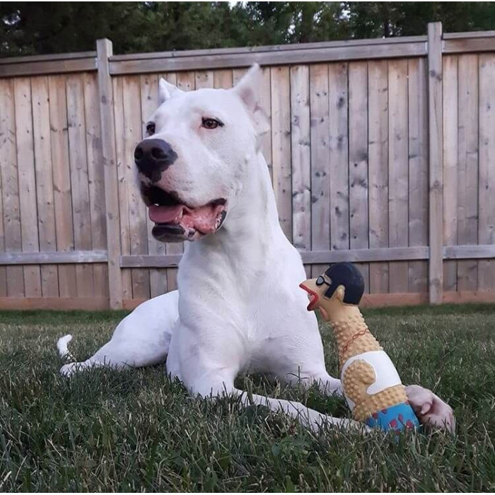 Игрушка-пищалка для собак Petstages Squawkers Earl Петух Эрл