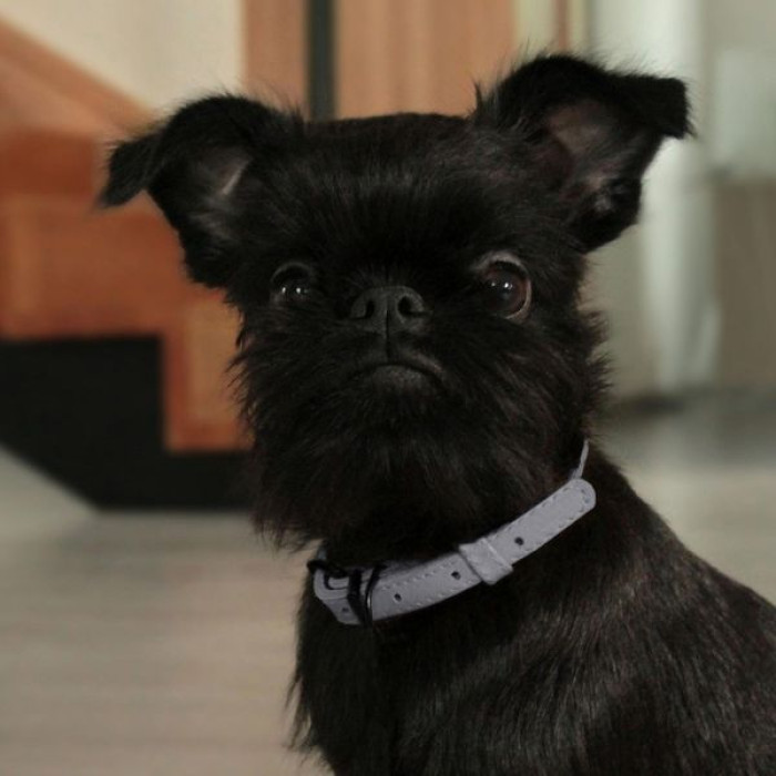 Ошейник для собак круглый кожаный BronzeDog Premium с металлической фурнитурой, Серый 2XS 20-25 см