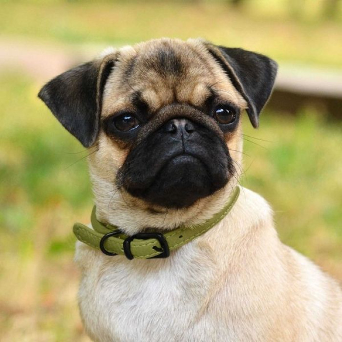 Ошейник для собак круглый кожаный BronzeDog Premium с металлической фурнитурой, Оливковый 2XS 20-25 см