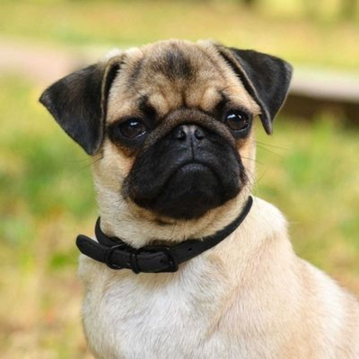 Ошейник для собак круглый кожаный BronzeDog Premium с металлической фурнитурой, Черный 2XS 20-25 см