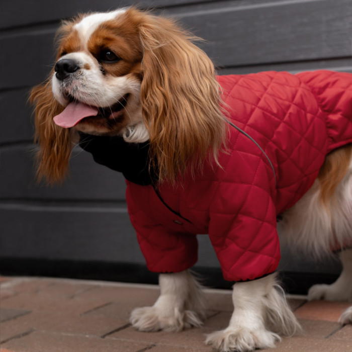 Комбінезон для собак Barksi Textile Червоний, 2XS 20-22