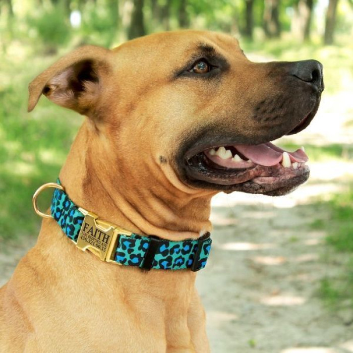 Ошейник для собак BronzeDog Urban нейлоновый c золотистой пряжкой, бирюзовый леопард S 25-33 см