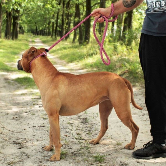 Поводок-удавка Bronzedog Active из альпинистского шнура Черно-Розовый 183 см, M