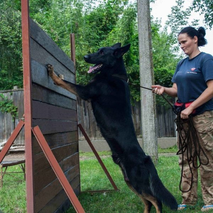 Тренировочный поводок для собак Bronzedog Active из шнура, L - 10,3 м, 0,7 см, Черный 