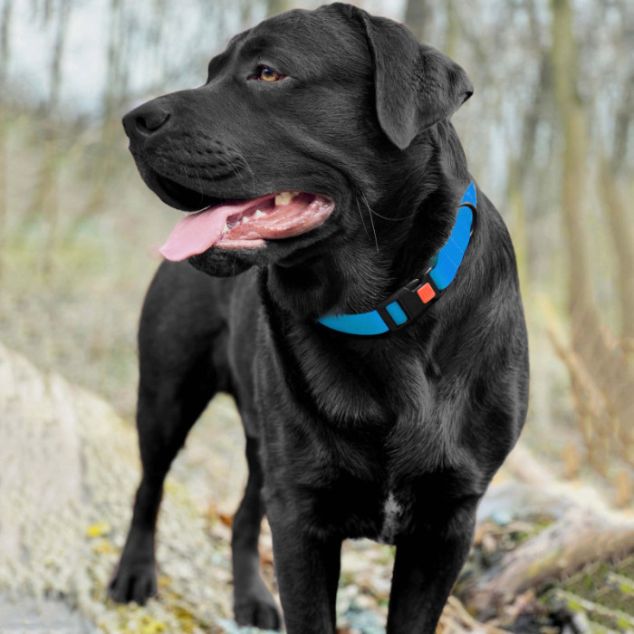 Ошейник для Собак BronzeDog Surf Водоотталкивающий с Защитным Полимерным Покрытием и Пластиковой Пряжкой Голубой, XL 43-66 см