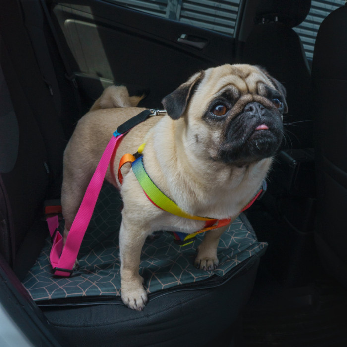 Автомобильный Ремень Безопасности для Собак Barksi Нейлоновый Розовый, S, 46-80 см