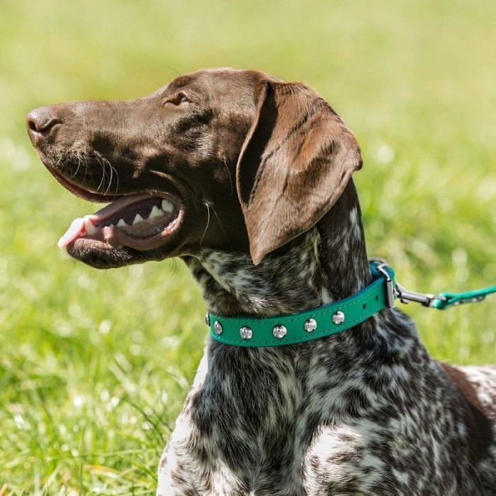 Ошейник для собак кожаный BronzeDog Classic со стальной фурнитурой и заклепками, Горчичный 