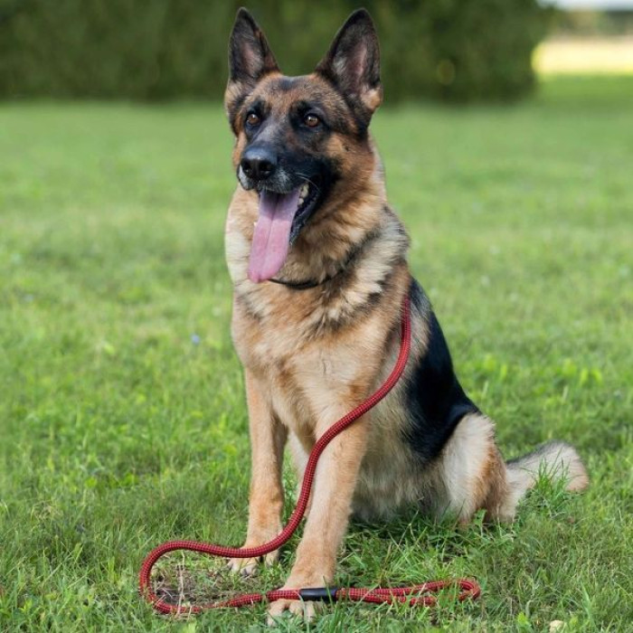 Поводок для собак Bronzedog Active из альпинистского шнура 183 см, Черно-Красный 