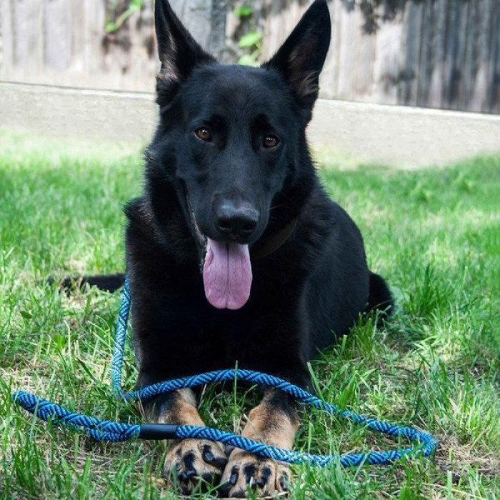 Поводок для собак Bronzedog Active из альпинистского шнура 152 см, Черно-Синий 2