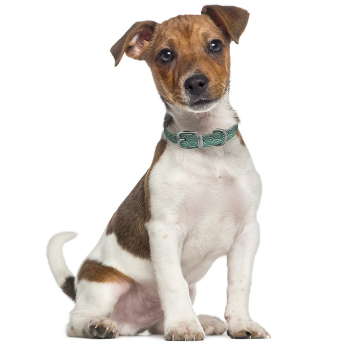 Нашийник для собак шкіряний Classic одинарний з срібним тисненням Море Бірюзовий, XS 18-25 см