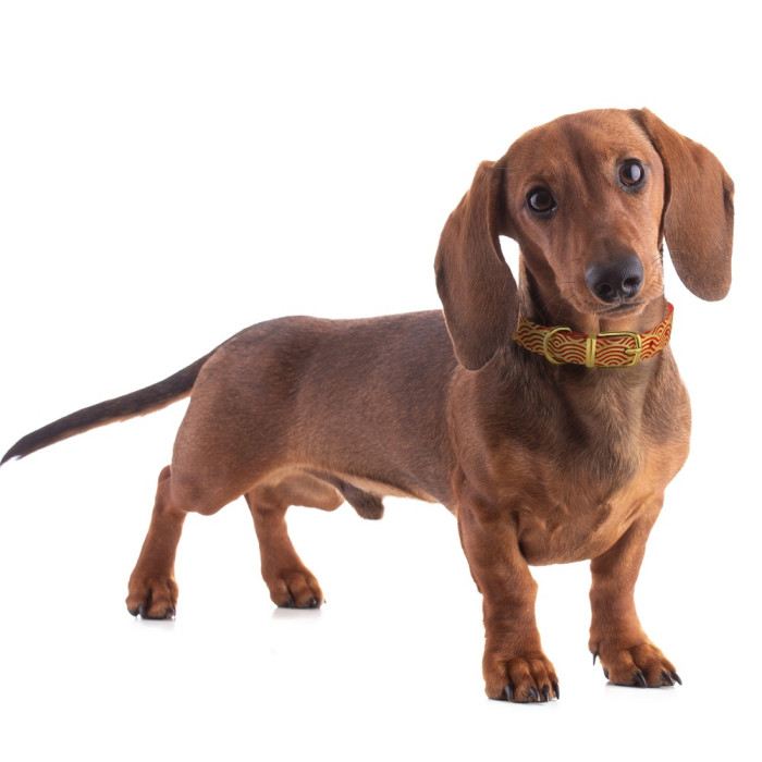 Нашийник для собак шкіряний Classic одинарний з золотим тисненням Хвиля Червоний, XS 18-25 см