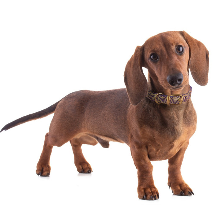 Нашийник для собак шкіряний Classic одинарний з золотим тисненням Хвиля Фіолетовий, L 33-43 см