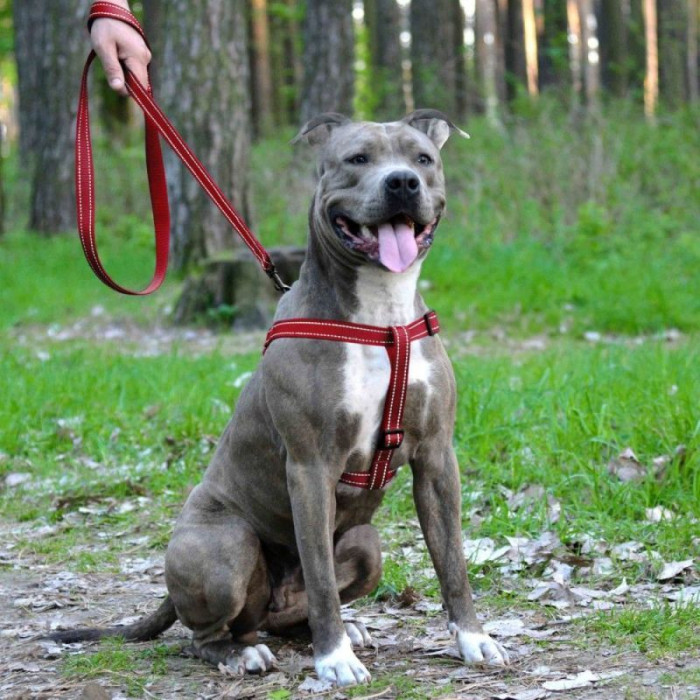 Нейлоновая шлея для собак BRONZEDOG ACTIVE, красная со светоотражением S 40-53 см