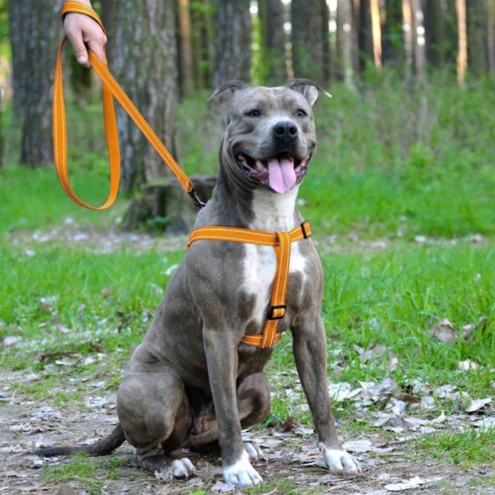 Нейлоновая шлея для собак BRONZEDOG ACTIVE, оранжевая со светоотражением S 40-53 см