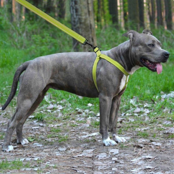 Нейлоновая шлея для собак BRONZEDOG ACTIVE, салатовая со светоотражением S 40-53 см