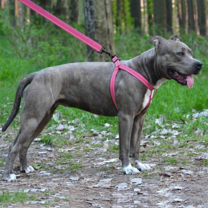 Нейлоновая шлея для собак BRONZEDOG ACTIVE, розовый со светоотражением M 45-56 см