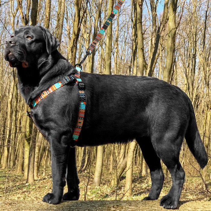 Шлея для собак нейлоновая BronzeDog Urban, Ацтеки M 45-56 см