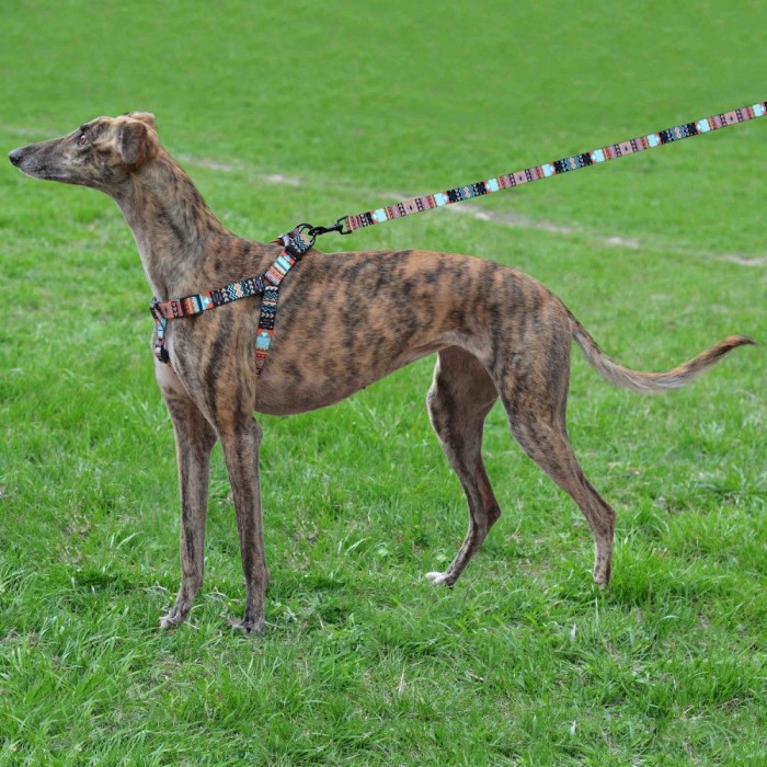 Шлея для собак нейлоновая BronzeDog Urban, Ацтеки M 45-56 см