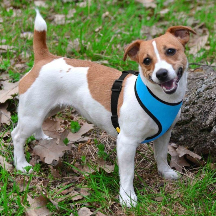 Шлея для мелких пород собак, голубая