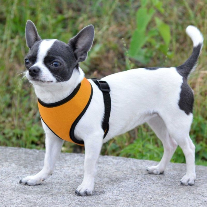 Шлея для дрібних порід собак, помаранчевий