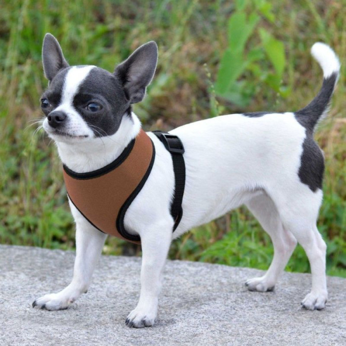 Шлея для дрібних порід собак, коричневий