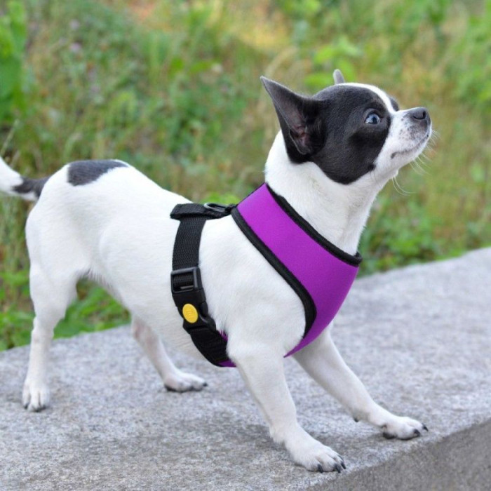 Шлея для дрібних порід собак, фіолетовий