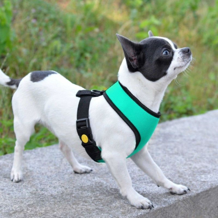 Шлея для дрібних порід собак, бірюзова.