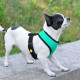 Шлея для дрібних порід собак, бірюзова.