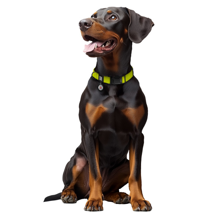 Ошейник для собак водостойкий WAUDOG Magnet c QR паспортом, магнитная пряжка-фастекс, XL, Ш 25 мм, Длин 38-58 см, лимонный