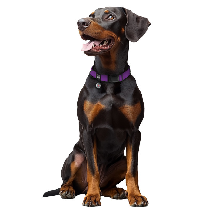 Ошейник для собак водостойкий WAUDOG Magnet c QR паспортом, магнитная пряжка-фастекс, M, Ш 20 мм, Длин 28-40 см, фиолетовый