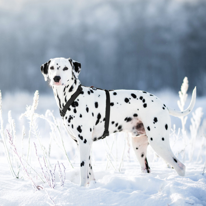 Шлея для собак водостойкая анатомическая Н-образная WAUDOG Waterproof с QR-паспортом, пластиковая пряжка-фастекс, XL, Ш 40 мм, А 60-98 см, В 69-110 см, черный