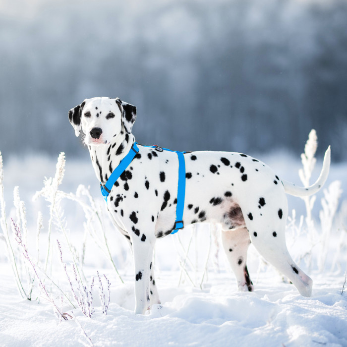 Шлея для собак водостойкая анатомическая Н-образная WAUDOG Waterproof с QR-паспортом, пластиковая пряжка-фастекс, L, Ш 25 мм, А 50-85 см, В 60-100 см, голубой