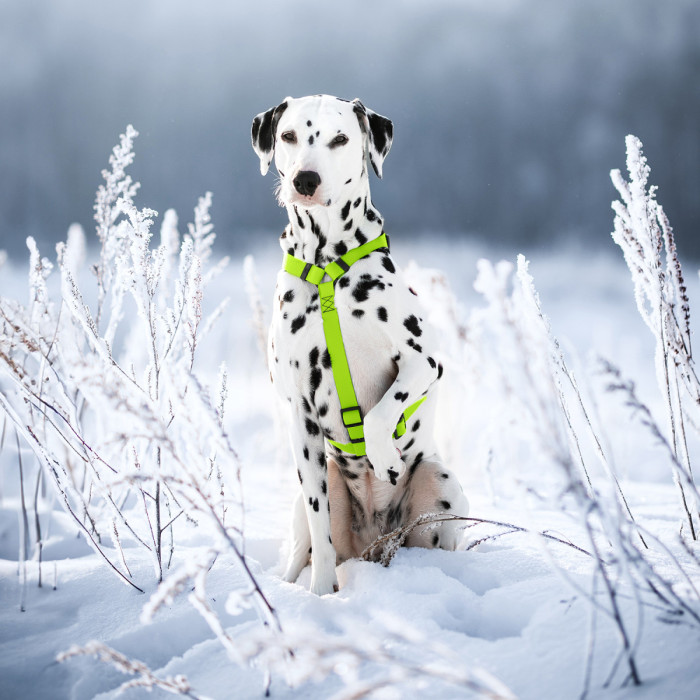 Шлея для собак водостойкая анатомическая Н-образная WAUDOG Waterproof с QR-паспортом, пластиковая пряжка-фастекс, L, Ш 25 мм, А 50-85 см, В 60-100 см, салатовый