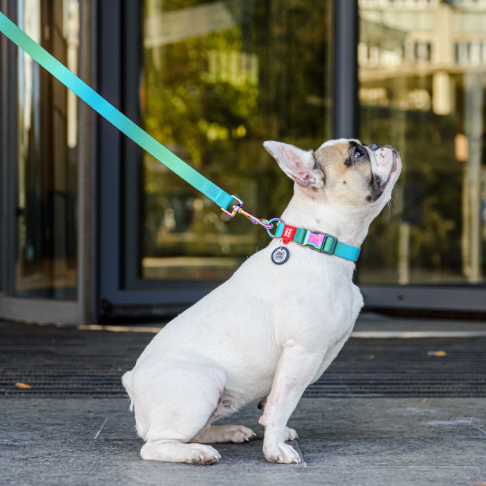 Ошейник для собак из нейлона WAUDOG NYLON RECYCLED с QR паспортом, голубой градиент, S, 15 мм, 25-35 см