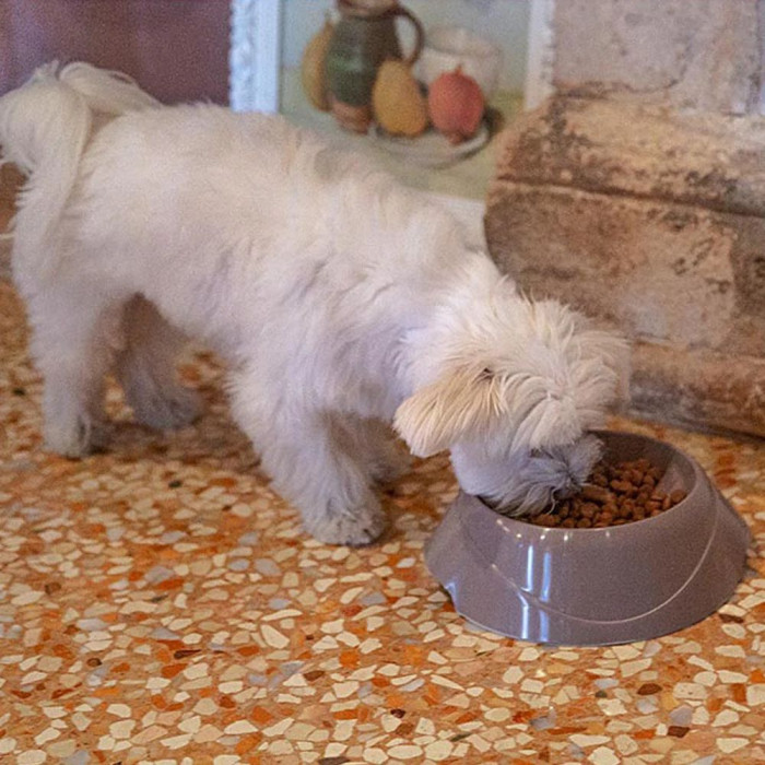 Миска для медленной еды BOWL MAGNUS SLOW MEDIUM Ferplast