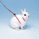 Регульована шлейка для кролів NY RAB HARNESS RABBITS RED