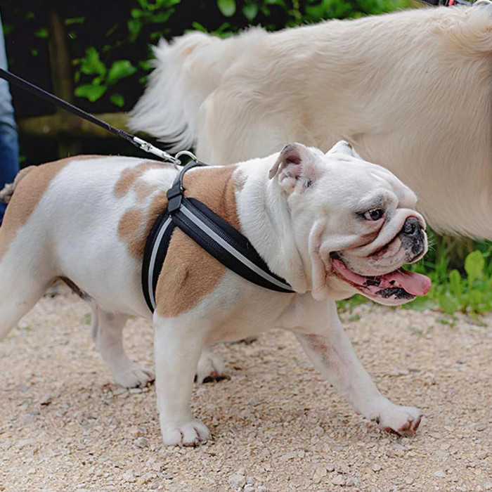 Эргономична шлея для собак со светоотражающей лентой AGILA REFLEX ORANGE, №9 - A=B 77-85 cm, 25 mm