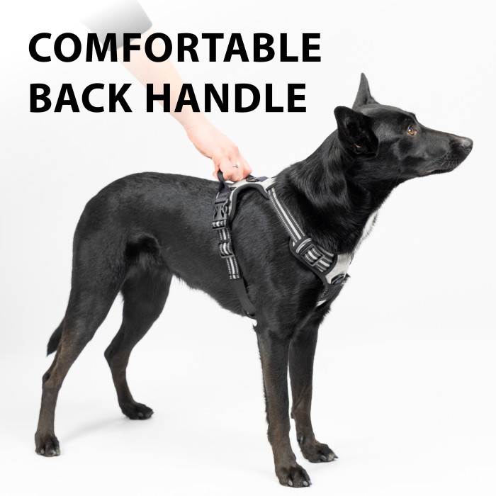 Шлейка для дрессировки собак VIGOR L VIOLA PETTORINA с двойными кольцами для поводков (A: 38-59 cm B: 34-88 cm 25 mm)