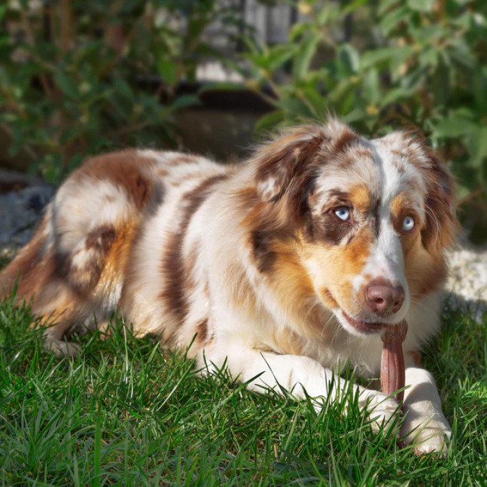 Жевательная игрушка для собак Ferplast GOODBITE NATURAL BEEF BONE, вкус говядины XL - 250 г (20,5 x 6,6 x h 3,2 cm)