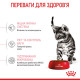 Корм Royal Canin Kitten Sterilised для стерилізованих кошенят віком від 6 до 12 місяців 3,5 кг