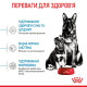 Корм Royal Canin Maxi Starter mother & babydog для собак великих розмірів наприкінці вагітності та в період лактації, а також для щенят у період відлучення від матері, 4 кг