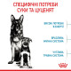 Корм Royal Canin Maxi Starter mother & babydog для собак великих розмірів наприкінці вагітності та в період лактації, а також для щенят у період відлучення від матері, 4 кг
