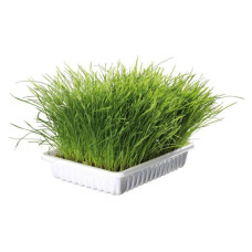 Трава з вітамінами для котів у коробці 100г