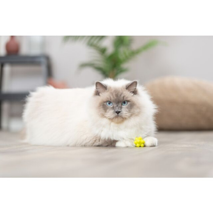 Їжачок гумовий 3,3см (4шт)