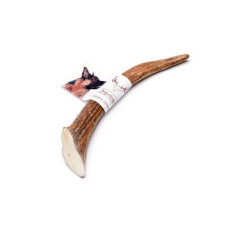 Рога лося - твердые, 20 см