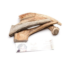 Рога лося - твердые, 30 см