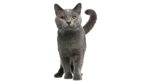 Корм 1st Choice для котов